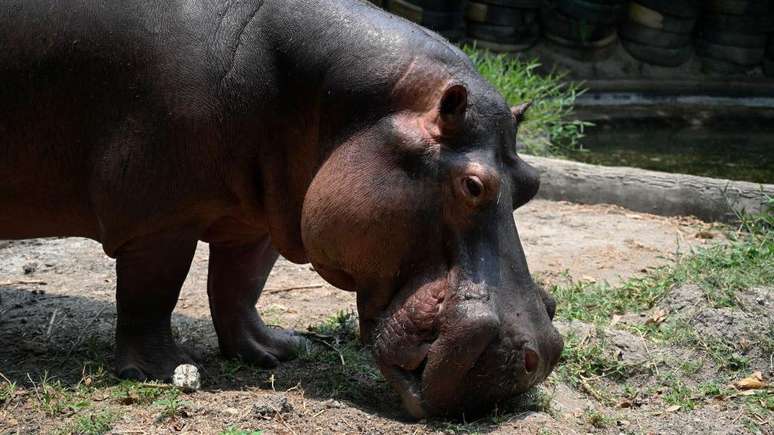 Quase 80 hipop&oacute;tamos correm o risco de serem eutanasiados na Col&ocirc;mbia por decis&atilde;o das autoridades