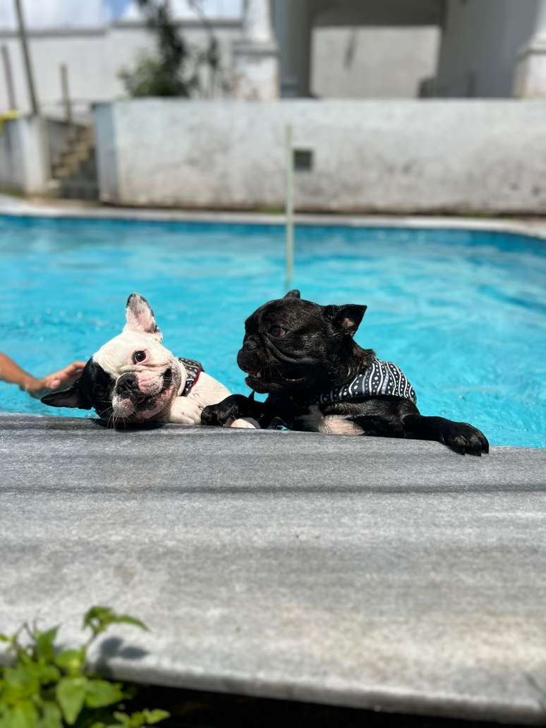 Agora, Oreo e Baunilha t&ecirc;m 58,6 mil seguidores no Instagram