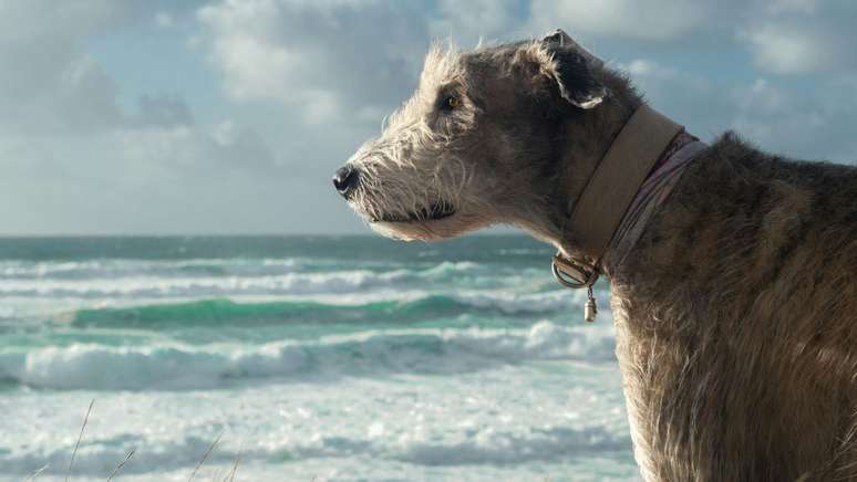 Galgo Irland&ecirc;s
