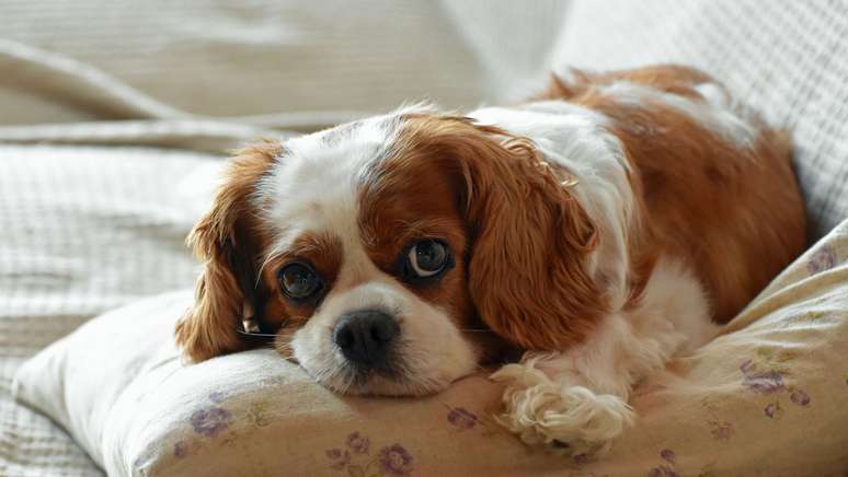 Cavalier King Charles Spaniel