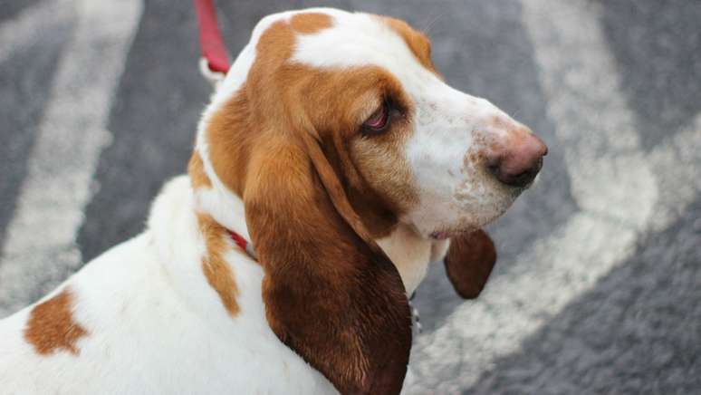 Basset Hound