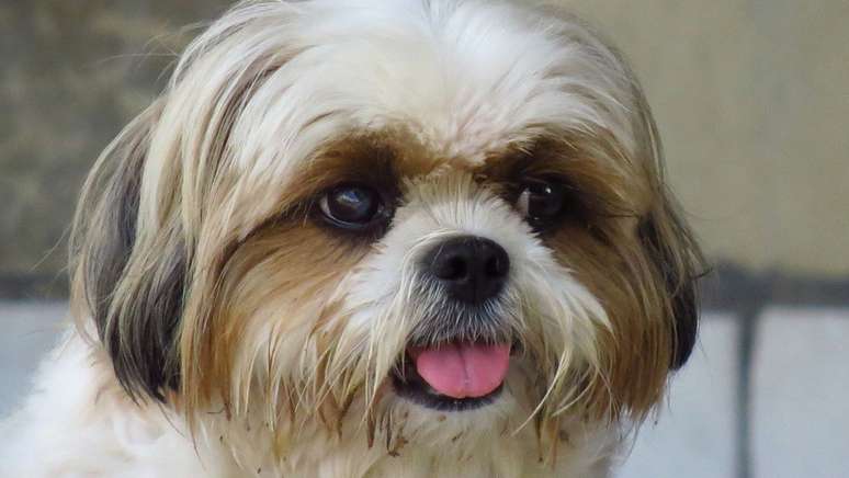 Shih Tzu