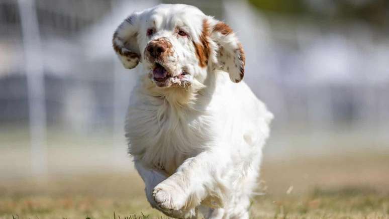 Clumber Spaniel