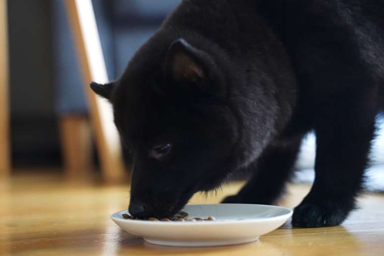 O schipperke&nbsp;precisa de uma alimenta&ccedil;&atilde;o equilibrada e adequada ao seu porte 