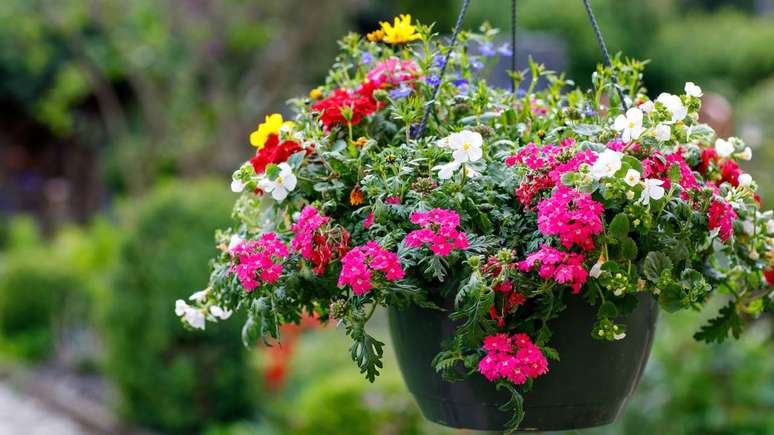 Entre cores vibrantes e flora&ccedil;&atilde;o intensa, a pet&uacute;nia conquista espa&ccedil;os e mostra como beleza e praticidade podem andar juntas &ndash; depositphotos.com / romrodinka