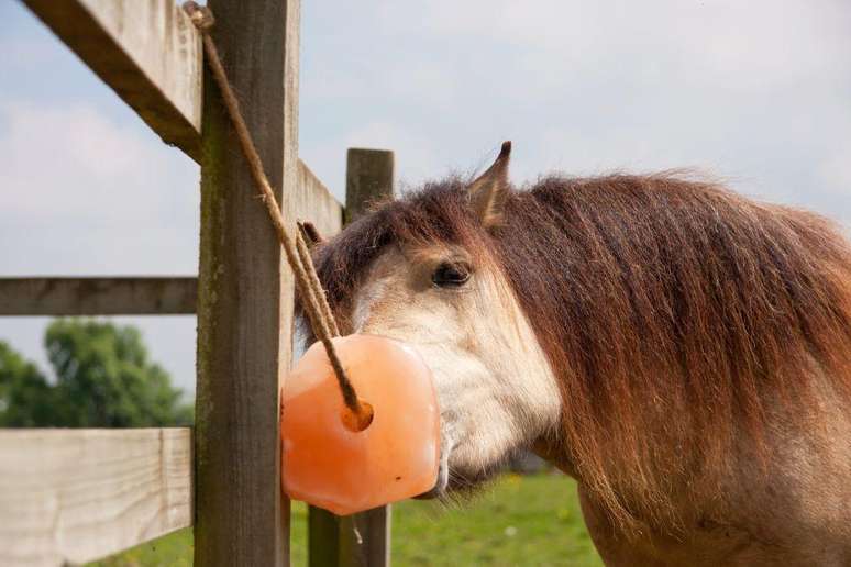 Os animais herb&iacute;voros precisam de fontes de sal, e &eacute; por isso que existem blocos de sal dispon&iacute;veis para cavalos nas fazendas