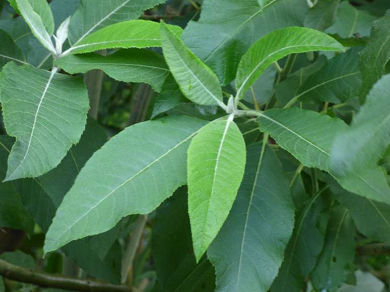 Entre flores que alimentam abelhas e hist&oacute;rias da cultura popular, o assa-peixe revela sua import&acirc;ncia: uma ponte entre natureza, apicultura e sustentabilidade &ndash; Wikimedia Commons/ Forest and Kim Starr