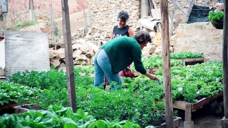 Uma horta comunit&aacute;ria na capital da Col&ocirc;mbia, Bogot&aacute;, plantada utilizando m&eacute;todos de Gaviotas