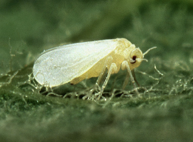Planta apetada pela mosca-branca (Bemisia tabaci)
