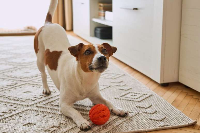 Os cachorros s&atilde;o mais eficientes para perceber objetos em movimento do que parados 