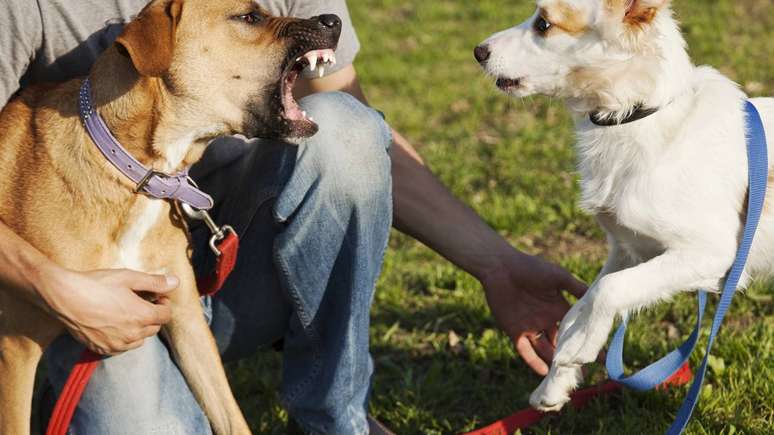 A preven&ccedil;&atilde;o come&ccedil;a pelo cuidado com o bem-estar do animal. Afinal, c&atilde;es que latem em excesso muitas vezes apresentam sinais de ansiedade, falta de est&iacute;mulo, medo ou at&eacute; dor &ndash; depositphotos.com / eldadcarin