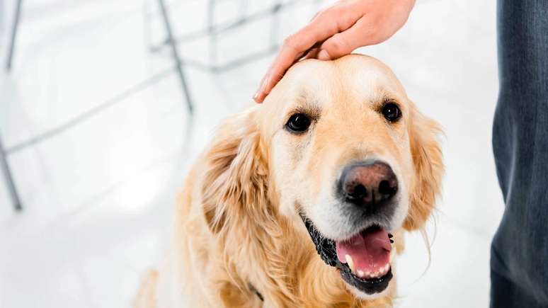Al&eacute;m de servir como &ldquo;RG&rdquo;, o nariz &eacute; um dos principais &oacute;rg&atilde;os sensoriais dos c&atilde;es, essencial para o olfato &ndash; depositphotos.com / IgorVetushko