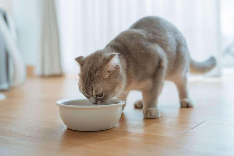 A comida deve ser oferecida ao gato em temperatura ambiente ou levemente aquecida 