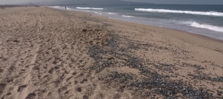Criaturas marinhas 'Velella velella' s&atilde;o azuladas e invadiram praias da Calif&oacute;rnia