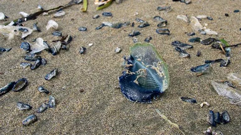 Criaturas marinhas 'Velella velella' s&atilde;o azuladas e invadiram praias da Calif&oacute;rnia