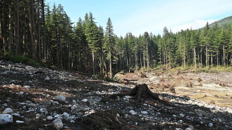 Vista ao n&iacute;vel do solo dos danos causados ​​pelo tsunami perto da foz do fiorde, mostrando &aacute;rvores arrancadas e vegeta&ccedil;&atilde;o removida da costa
