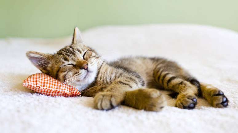 gatos &ndash; depositphotos.com/maxym