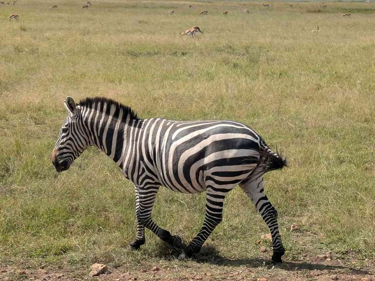 uma zebra em uma &aacute;rea de pastagem