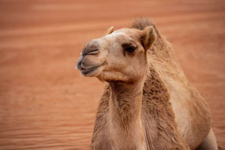 Os c&iacute;lios dos camelos funcionam como prote&ccedil;&atilde;o contra a areia 
