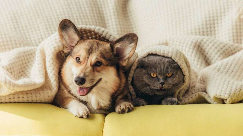 C&atilde;o e gato &ndash; depositphotos.com / AllaSerebrina
