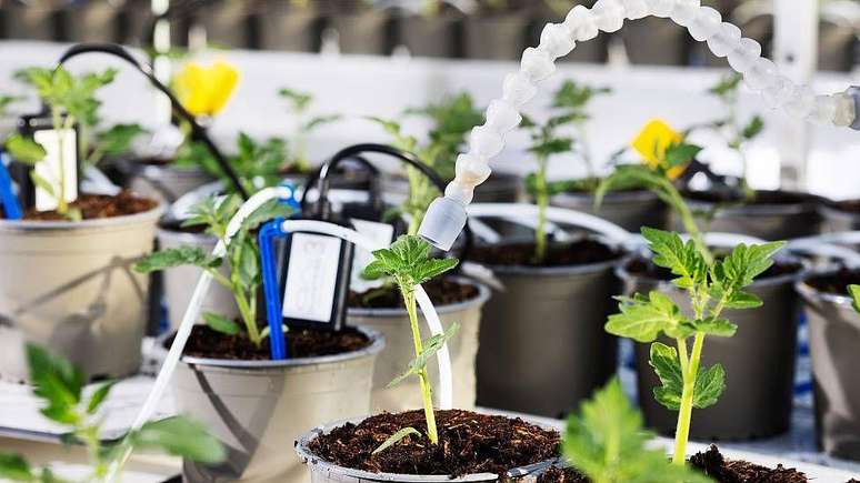 Cada vari&aacute;vel, como o n&iacute;vel de CO2 ou a cor da luz, &eacute; monitorada por c&acirc;meras e sensores