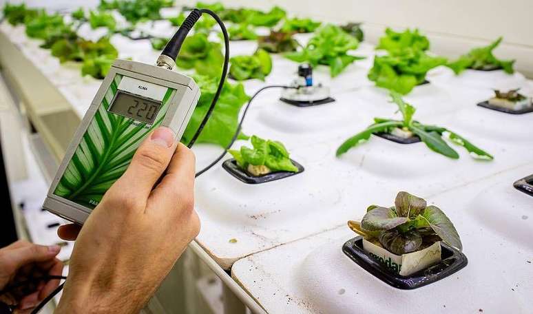 Luzes LED de diferentes cores permitem controlar quais compostos a planta produz