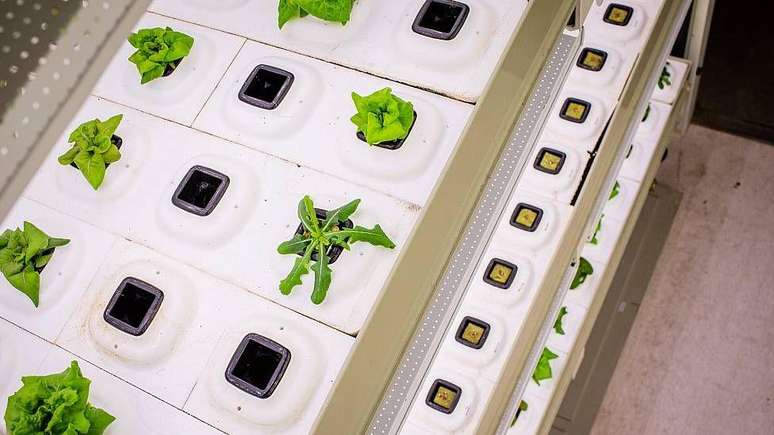 'As plantas s&atilde;o cultivadas em substratos, o que permite um maior controle do fornecimento de nutrientes e possibilita a reutiliza&ccedil;&atilde;o quase total da &aacute;gua de irriga&ccedil;&atilde;o', destaca Vieira.