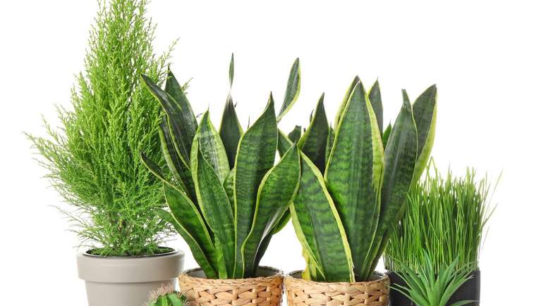 Plantas &ndash; depositphotos.com / serezniy