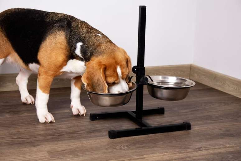 &Eacute; importante oferecer um ambiente tranquilo para as refei&ccedil;&otilde;es do cachorro 