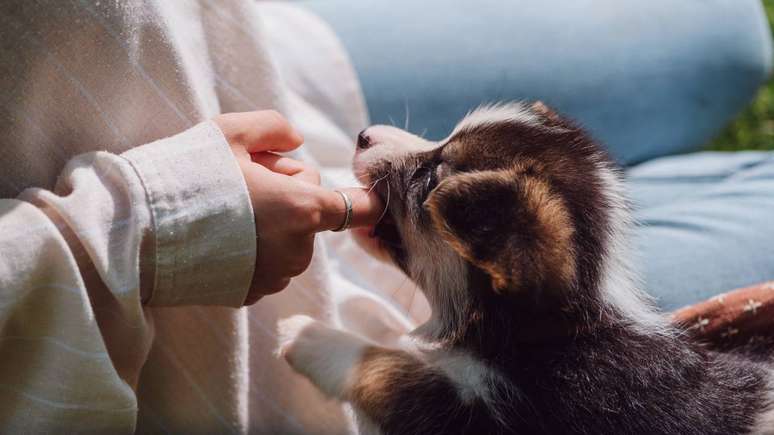 filhote de cachorro &ndash; depositphotos.com / VadimVasenin