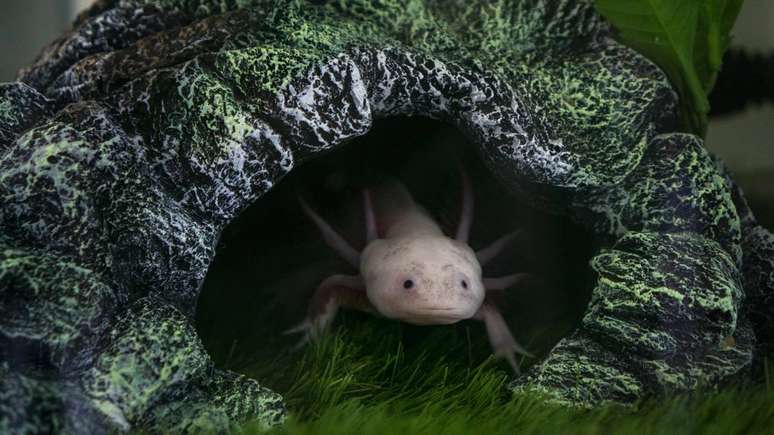 Axolote &ndash; depositphotos.com / irot999