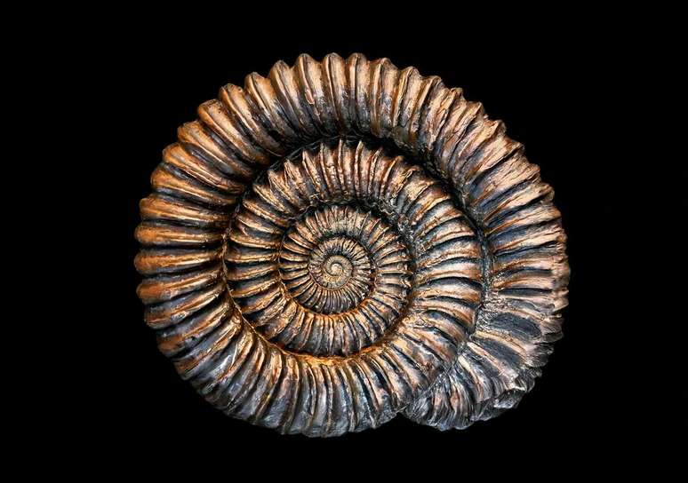 Foto de f&oacute;ssil de amonita pirretizada, capturando o brilho met&aacute;lico e a intricada estrutura pr&eacute;-hist&oacute;rica da concha.