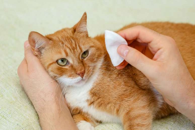 Cuidados simples em casa ajudam a manter a sa&uacute;de dos olhos dos animais 
