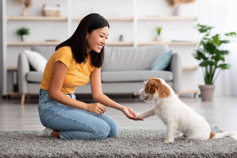 Treinos de obedi&ecirc;ncia e truques auxiliam no est&iacute;mulo mental do cachorro 