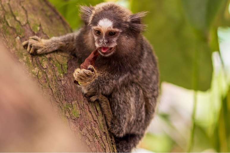 O sagui se alimenta de frutas, insetos, pequenos ovos, n&eacute;ctar, sementes e seiva de &aacute;rvores 