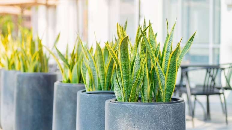 O costume de cultivar plantas protetoras nasce do encontro entre saberes ind&iacute;genas, africanos e europeus &ndash; depositphotos.com / coffeekai