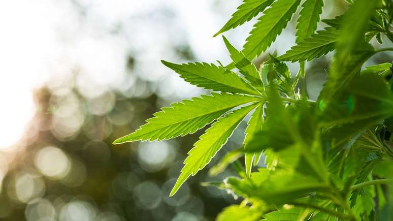 Cannabis &ndash; depositphotos.com / forkjemper
