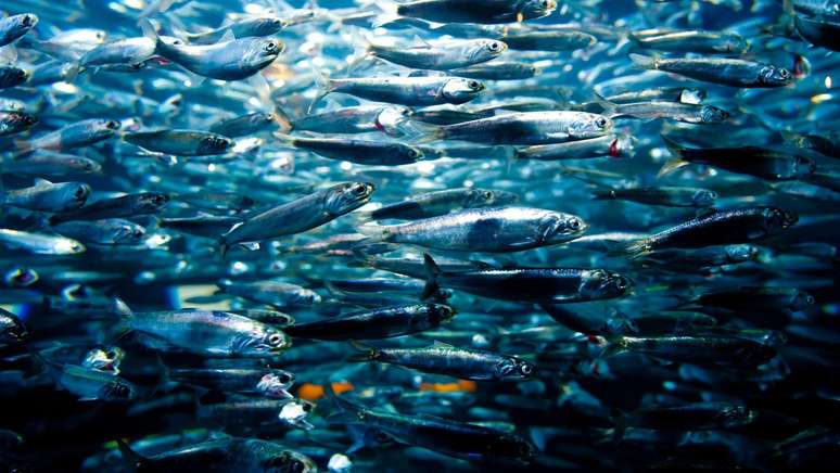 Quanto menor for o peixe, mais baixo ser&aacute; o teor de merc&uacute;rio no seu organismo