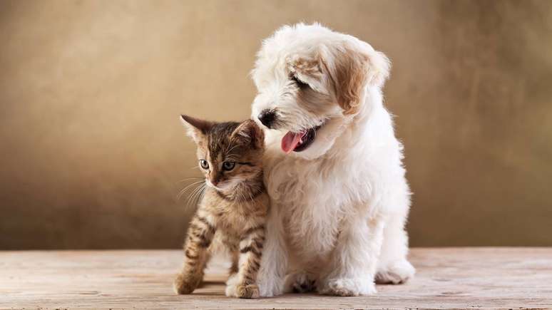 C&atilde;o e gato &ndash;
