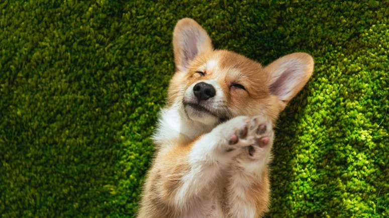 Estudos sugerem que c&atilde;es destros e canhotos podem reagir de maneiras diferentes a estresse, novidades e treinamento &ndash; depositphotos.com / AllaSerebrina