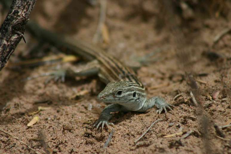 O lagarto-chicote do Novo M&eacute;xico n&atilde;o precisa de um macho para se reproduzir. Danita Delimont/Shutterstock