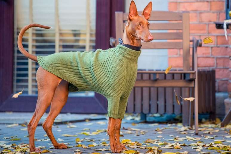 O pharaoh hound pode sentir frio com facilidade e precisar de ambientes aquecidos e roupas 