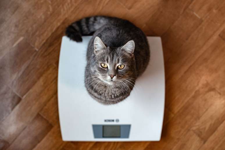 O controle de peso exerce papel fundamental na preven&ccedil;&atilde;o de dores articulares em pets 