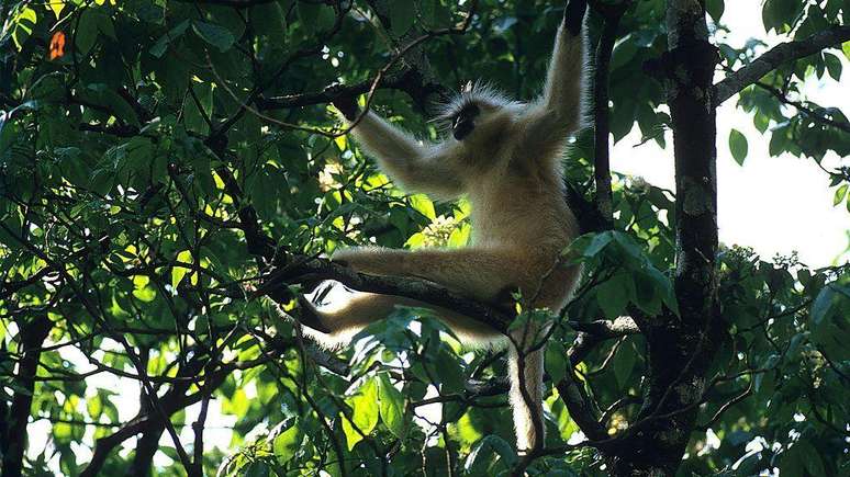 Gelephu &eacute; um ponto de biodiversidade excepcional, lar de langures dourados, tigres, rinocerontes e elefantes
