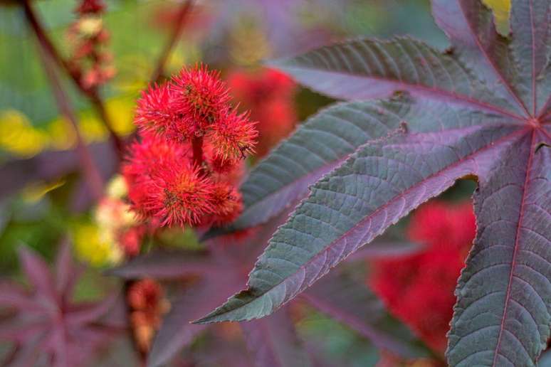 Del Ricinus communis extrai uma toxina t&atilde;o potente que basta uma quantidade microsc&oacute;pica para matar uma pessoa