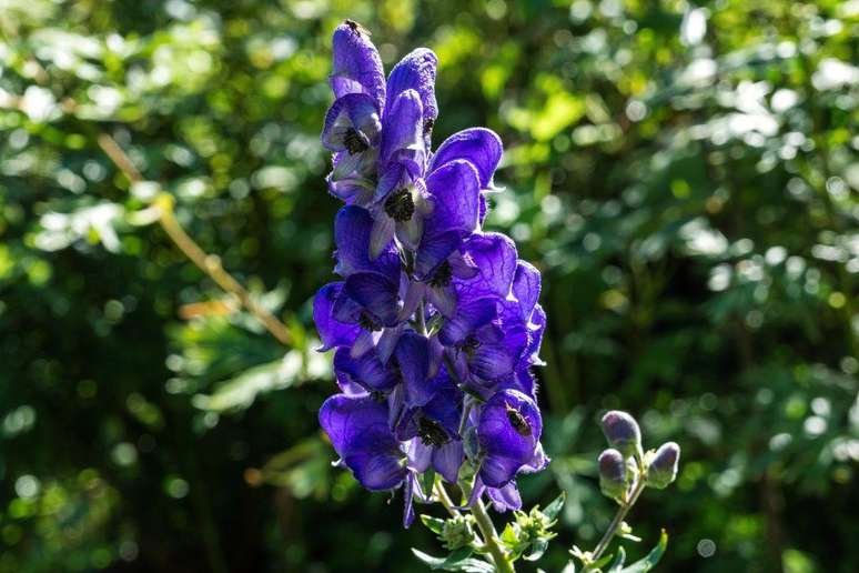Alguns relatos gregos afirmam que H&eacute;cate, deusa da magia e do submundo, foi a primeira a cultivar Aconitum napellus.
