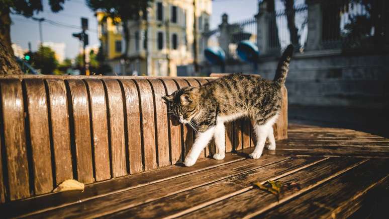 gato &ndash; depositphotos.com/AlexGukBO