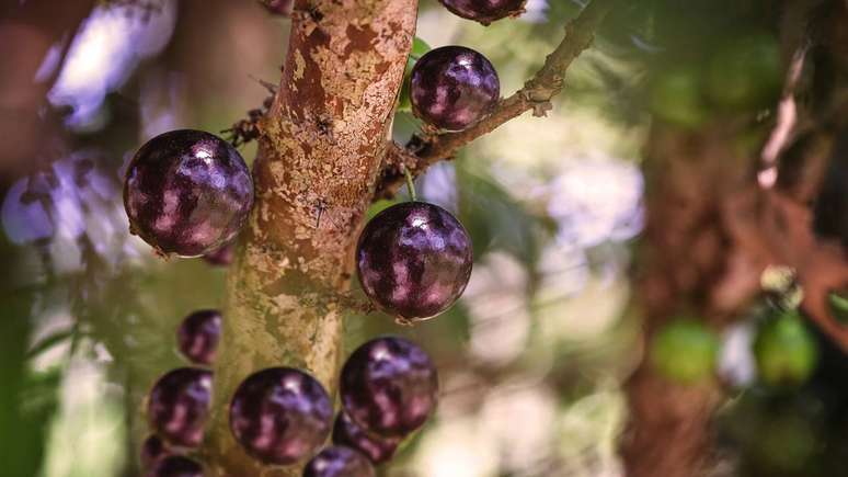 &Eacute; comum que um v&iacute;deo curto mostre, por exemplo, o antes e depois de um p&eacute; de jabuticaba cultivado em apartamento, seguido de explica&ccedil;&otilde;es simples sobre solo, rega e luminosidade &ndash; depositphotos.com / robertohunger