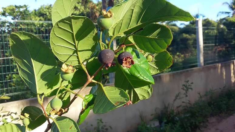 No aspecto nutricional, an&aacute;lises dos &uacute;ltimos anos apontam que a guabiroba &eacute; fonte de vitamina C, compostos antioxidantes e fibras, caracter&iacute;sticas comuns a muitas frutas de polpa amarela ou alaranjada &ndash; Rhalah/Wikimedia Commons