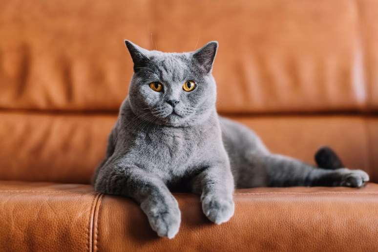 Apesar de comum, o ac&uacute;mulo de bolas de pelo pode provocar v&ocirc;mitos e desconforto nos gatos 